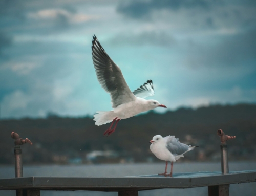 Negative Body Image: What It Is and Steps Toward Healing