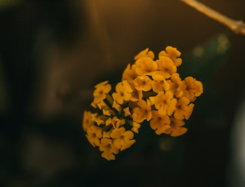 Christian Family Counseling During a Crisis