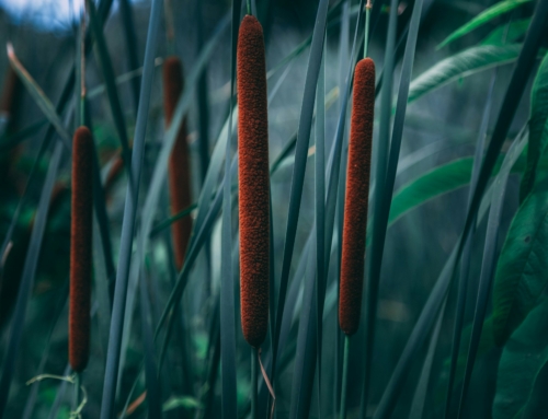 Pursuing Healing and Recovery from Codependent Behavior