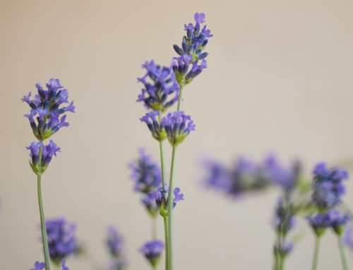 Understanding the Types of BPD and Their Connection to Substance Abuse